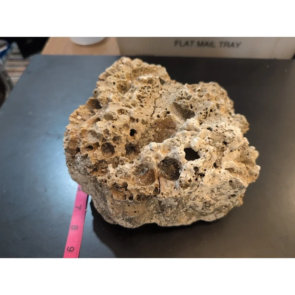 Coral Reef Cluster Specimen - 8